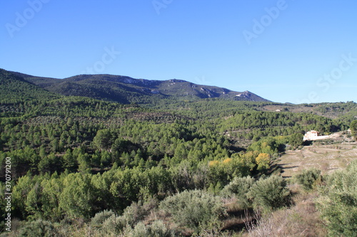 valley with pine forest