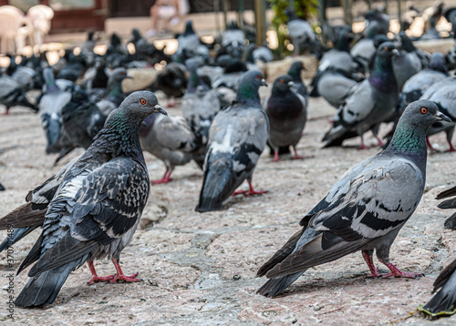 Pigeons at Bascarsija