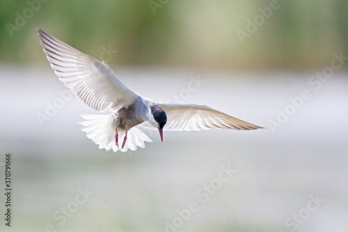 Whiskered tern (Chlidonias hybrida) in flight full speed hunting for small insects above a lake in Germany © Bouke
