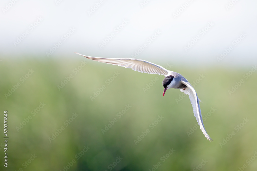 Whiskered tern (Chlidonias hybrida) in flight full speed hunting for small insects above a lake in Germany Whiskered tern (Chlidonias hybrida) in flight full speed hunting for small insects above a lake in Germany