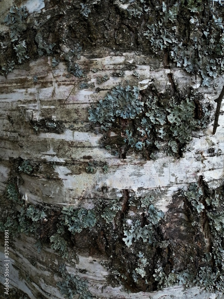Obraz premium tree bark texture