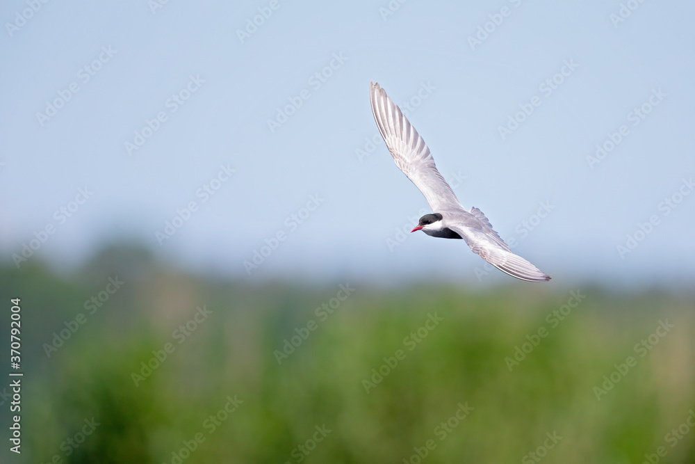 Whiskered tern (Chlidonias hybrida) in flight full speed hunting for small insects above a lake in Germany Whiskered tern (Chlidonias hybrida) in flight full speed hunting for small insects above a lake in Germany