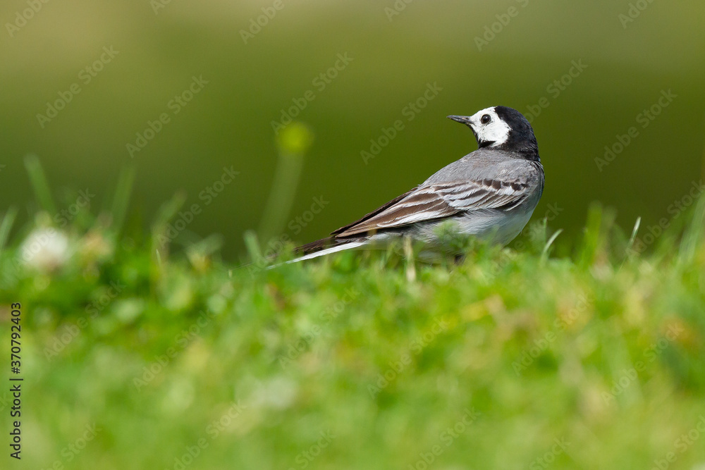 Motacilla alba, common white washer, bird on the grass with green background, Spain Motacilla alba, common white washer, bird on the grass with green background, Spain