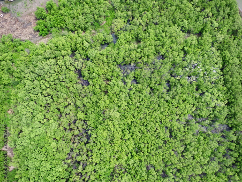 mangrove forest aerial view photography drone 