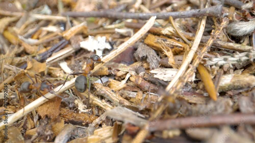 31099_Closer_look_of_the_ants_lifting_the_tiny_twigs.mov 31099_Closer_look_of_the_ants_lifting_the_tiny_twigs.mov