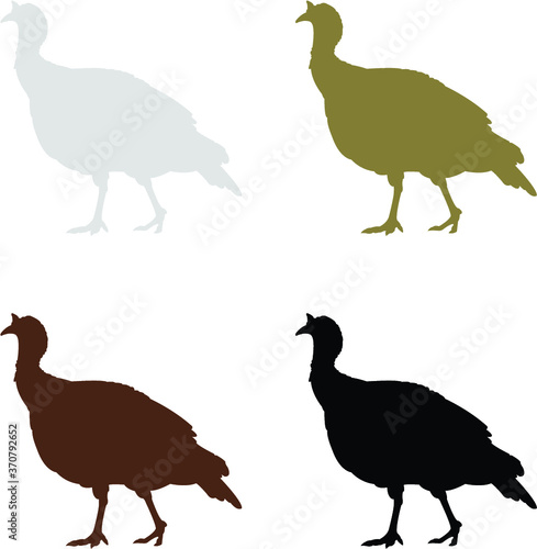 vector set of turkey