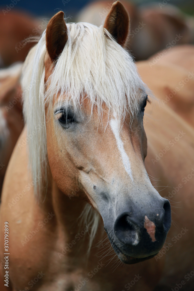 Fototapeta premium Haflinger Pferd auf der Seiser Alm