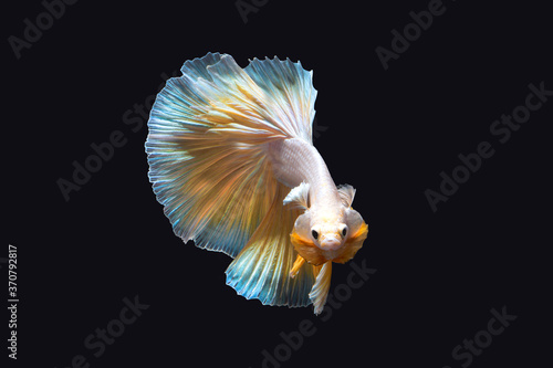 Beautiful betta fish or fighting fish moving moment of colourful half moon tail isolated on black background