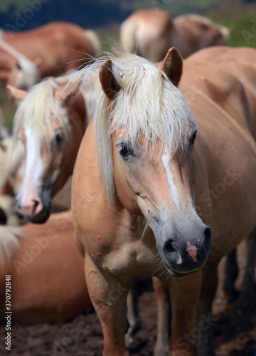 Haflinger Pferde auf der Seiser Alm © rubrafoto