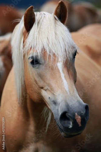 Haflinger Pferd auf der Seiser Alm