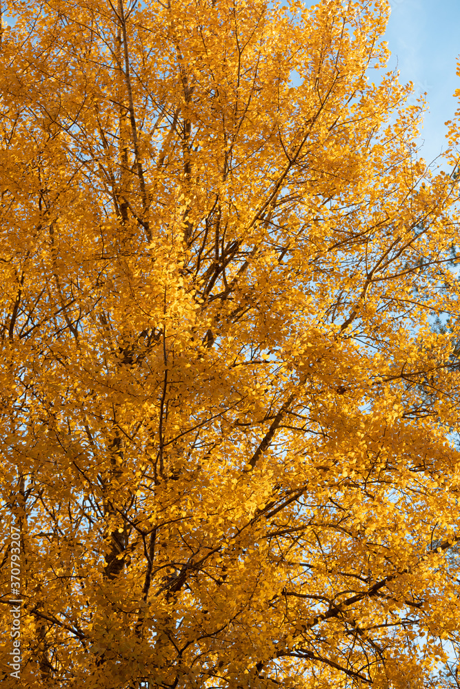 Yellow aspen tree foliage in golden sunlight Yellow aspen tree foliage in golden sunlight