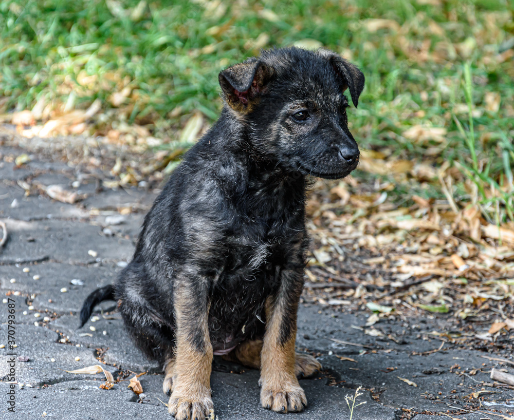 Black puppy sitting