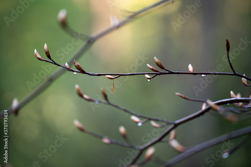 branch with buds

