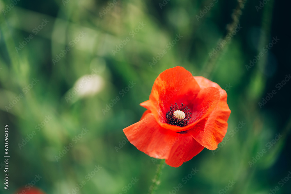 Fototapeta premium Close up of bright red poppy flowers. Summer time. Background with copy space. Blooming poppies garden. Colorful meadow