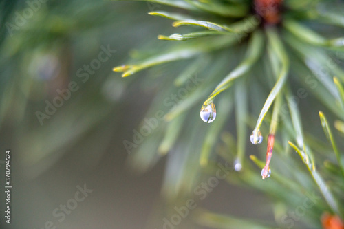 dew drops on pine needles