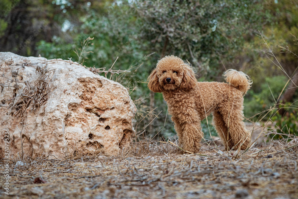 Little apricot poodle in the forest.