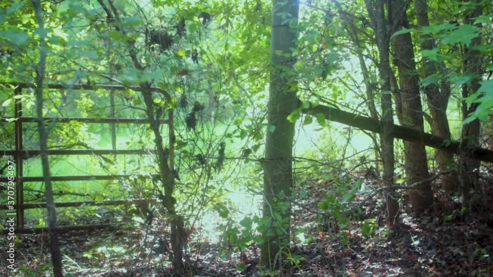 Cinematic or commercial clip shot of a golden ambient light shining through an overgrown southern fence from one pasture to another pathway. Cinematic or commercial clip shot of a golden ambient light shining through an overgrown southern fence from one pasture to another pathway.