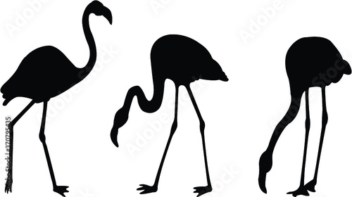 vector illustration of a flamingo