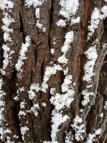 Willow bark in the snow, shot close-up in the park, in the spring season as a background image.