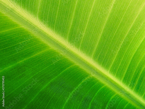 close up of green banana leaves