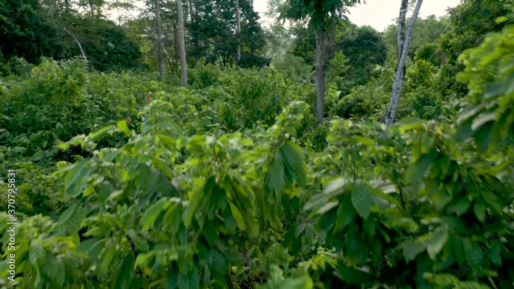 flying through a cocoa plantation with agroforestry techniques provided by NGOs to increase smallholder production and curb deforestation in the Brazilian Amazon flying through a cocoa plantation with agroforestry techniques provided by NGOs to increase smallholder production and curb deforestation in the Brazilian Amazon