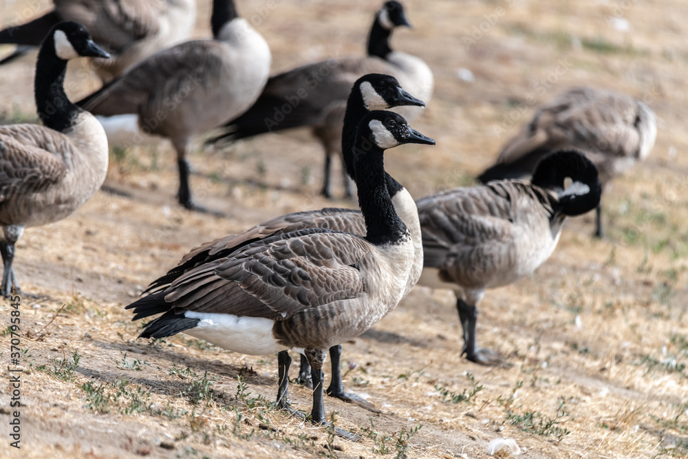 Group of Canada Geese (Branta canadensis)