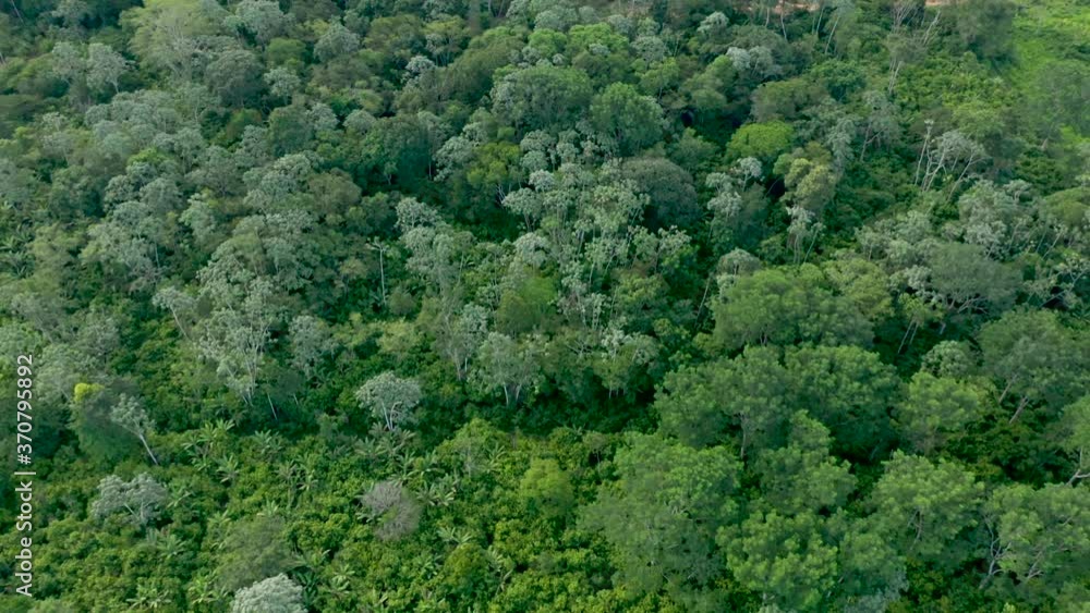 top view of a cocoa plantation with agroforestry techniques provided by NGOs to increase smallholder production and curb deforestation in the Brazilian Amazon top view of a cocoa plantation with agroforestry techniques provided by NGOs to increase smallholder production and curb deforestation in the Brazilian Amazon