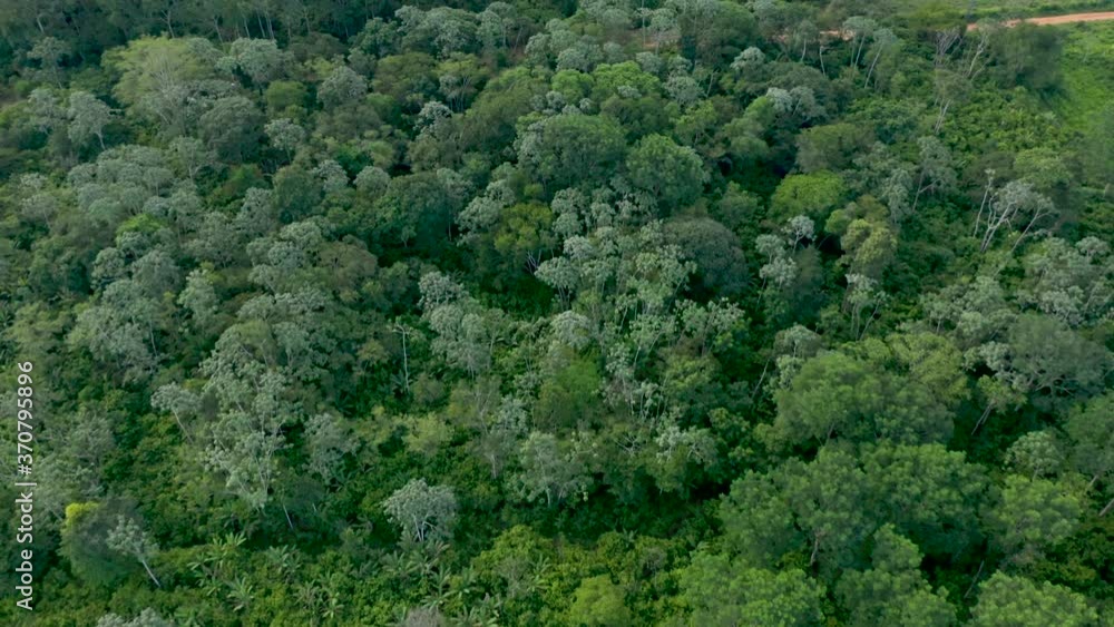 top view of a cocoa plantation with agroforestry techniques provided by NGOs to increase smallholder production and curb deforestation in the Brazilian Amazon top view of a cocoa plantation with agroforestry techniques provided by NGOs to increase smallholder production and curb deforestation in the Brazilian Amazon