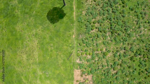 Wallpaper Mural aerial view looking down to a division of a cocoa plantation and the pature in the Marabá Region in the Brazilian Amazon Torontodigital.ca