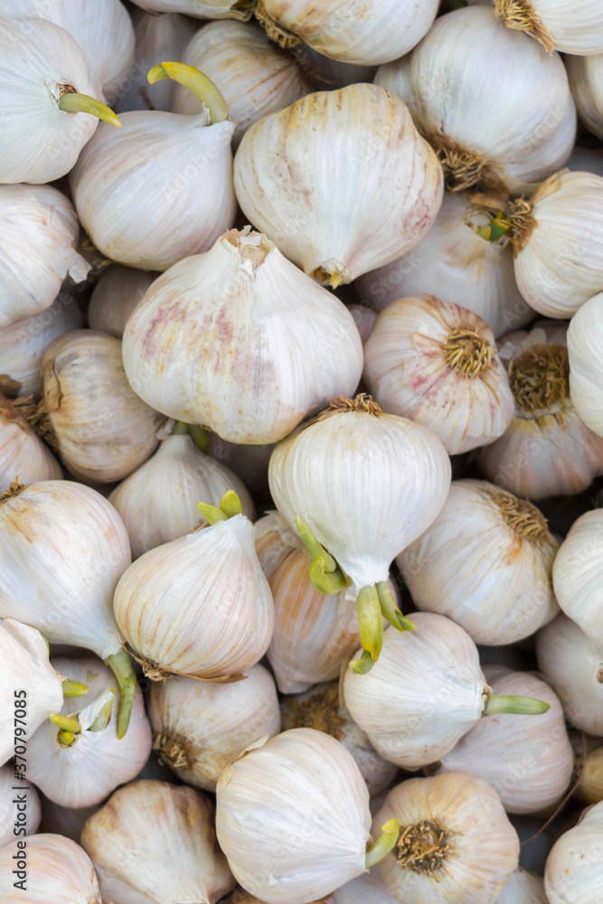 Garlic Garlic