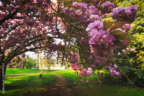 Spring in Hyde Park located in Central London, UK. © Jbyard