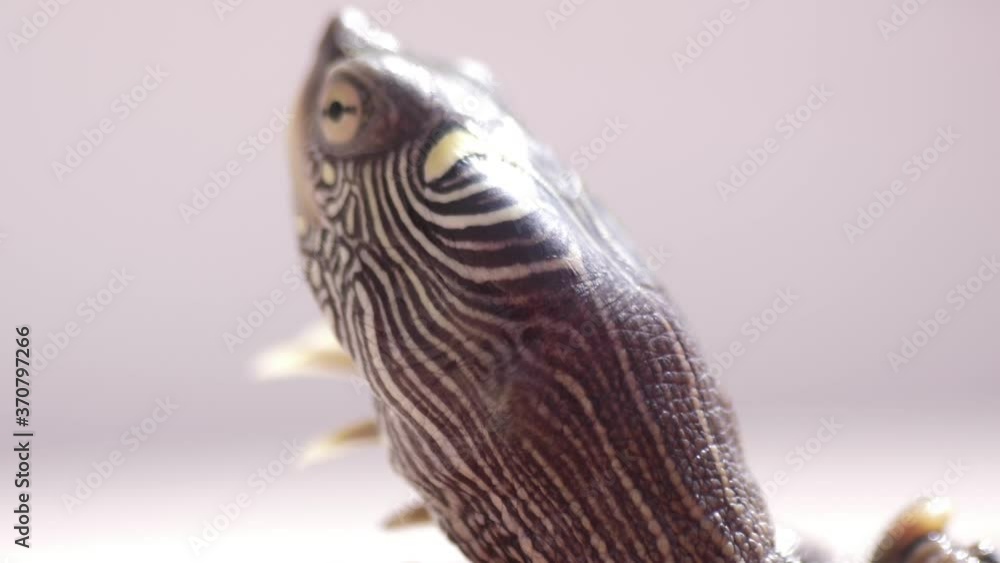 small turtle macro shot slow motion small turtle macro shot slow motion