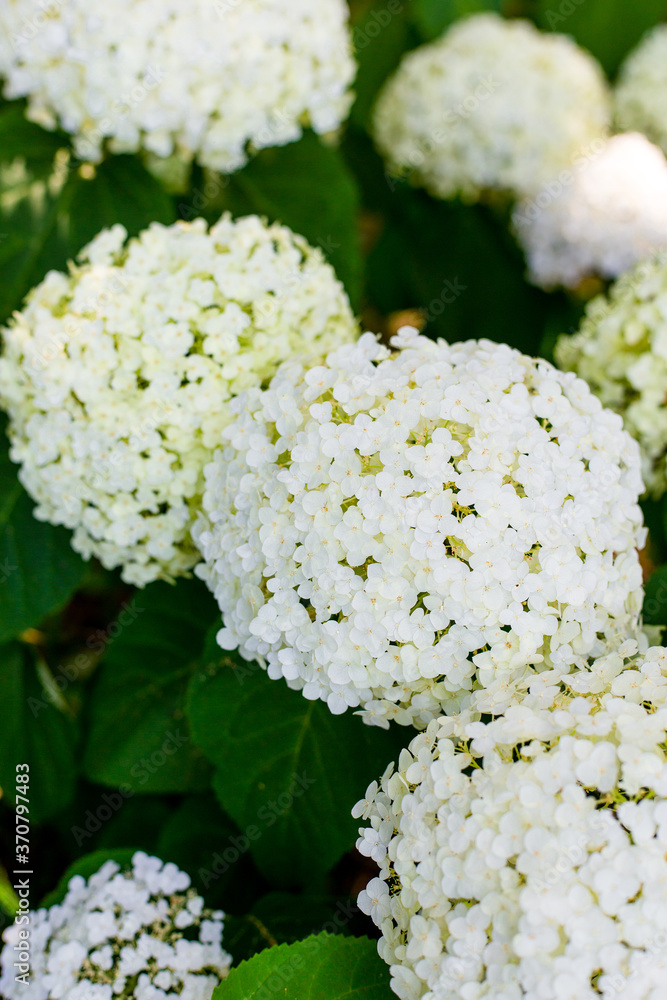 Flowers blossom on sunny day. Flowering hortensia plant. White Hydrangea macrophylla blooming in spring and summer in a garden. Web banner, nature background Flowers blossom on sunny day. Flowering hortensia plant. White Hydrangea macrophylla blooming in spring and summer in a garden. Web banner, nature background