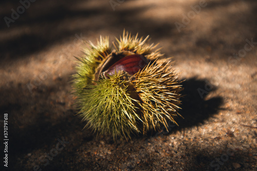 halb geöffnete Kastanie 