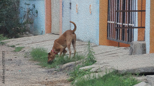 An orange color dog using his jaw power on the ground. photo