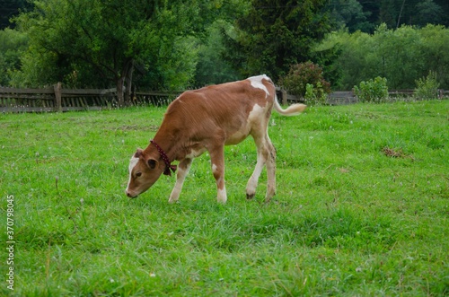 The calf grazes in the field. Red calf grass.
