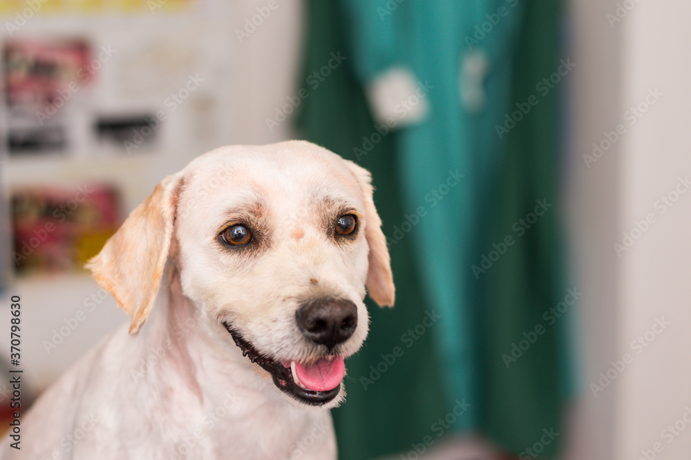 Fototapeta adult dog mixed breed with a small tick on his nose at the veterinary clinic