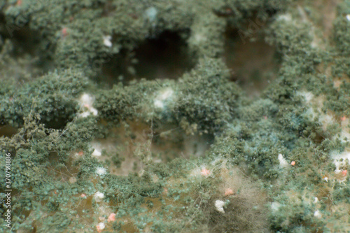 Rhizopus (bread mold) is a genus of common saprophytic fungi, macro photo