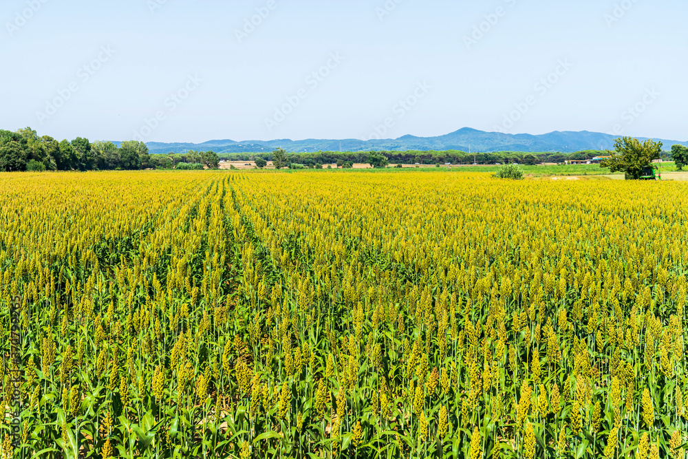 Crop field near Llagostera.
