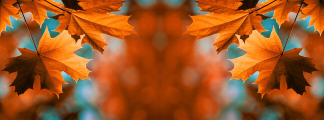 Red maple leaves on the branches