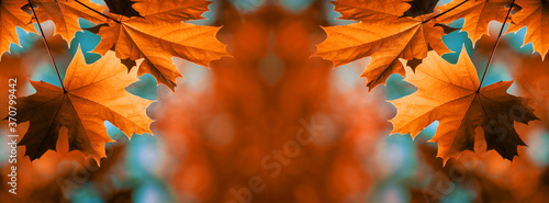 Red maple leaves on the branches