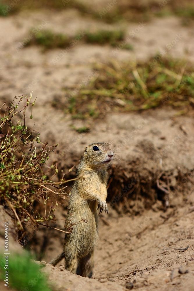 Attentive ground squirrel on a guard in front of a burrow. Detail.