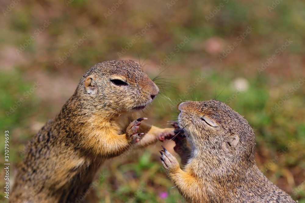 Beautiful detail of a pair of ground squirrels during a duel. Beautiful detail of a pair of ground squirrels during a duel.