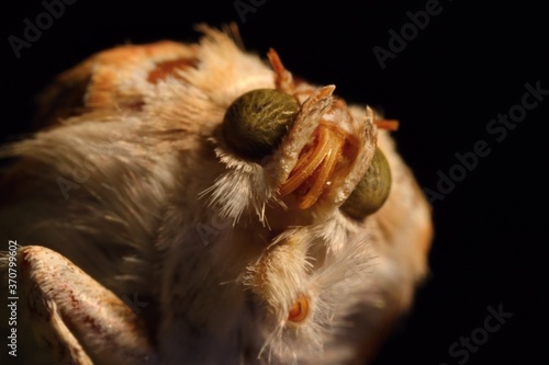 Fototapeta Naklejka Na Ścianę i Meble -  Mummy moth in high magnification. Black background. Macro.