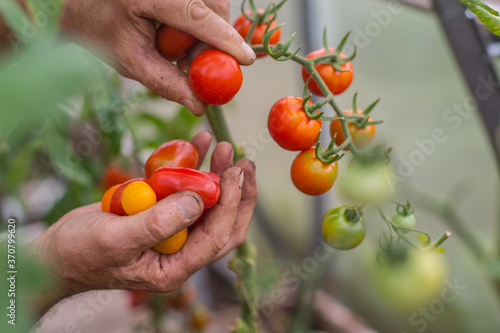 Harvesting cherry tomatoes in a greenhouse on a late afternoon