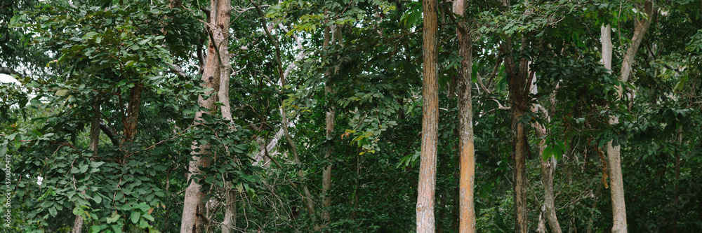 Fototapeta premium green tree forest background 