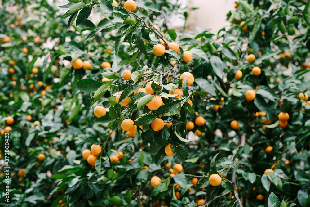 Lots of orange tangerine fruit on a mandarine tree in the garden.