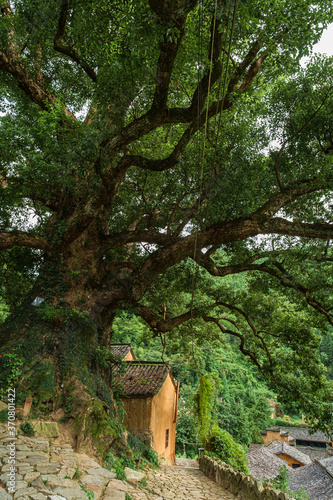 Yangjiatang old village in the middle of the mountains in Songyang County,  Zhejiang Province, China. photo