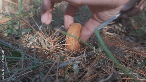Person collecting an orange niscalo mushroom and cutting the base, on the forest ground in the middle of the mountain with pine leaves with brown, in Spain