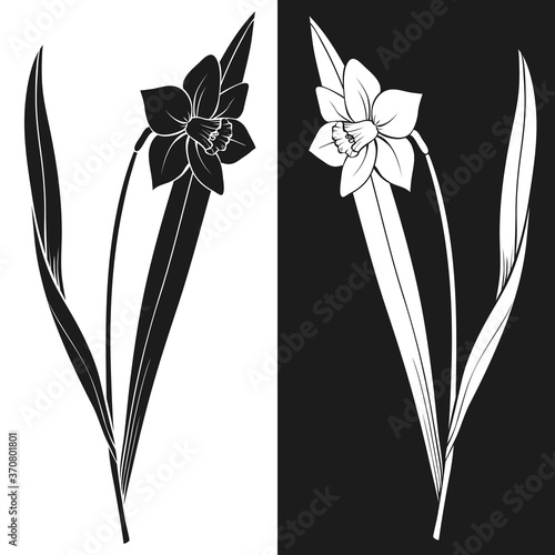 Narcissus flower black and white silhouette. Hand drawing sketch of blossomed daffodil plant with leaves on the stem. Vector decorative isolated element for natural, botanical, romantic design, tattoo